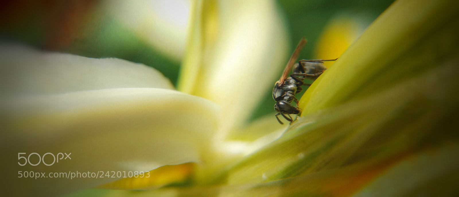 Motorola Moto G (4) sample photo. Polybia scutellaris photography