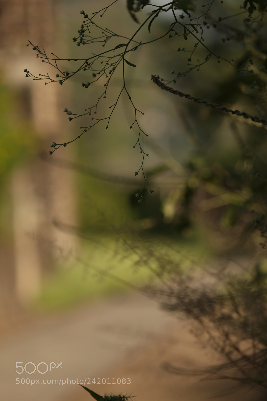 Canon EF-S 55-250mm F4-5.6 IS II sample photo. Fernish#3 photography