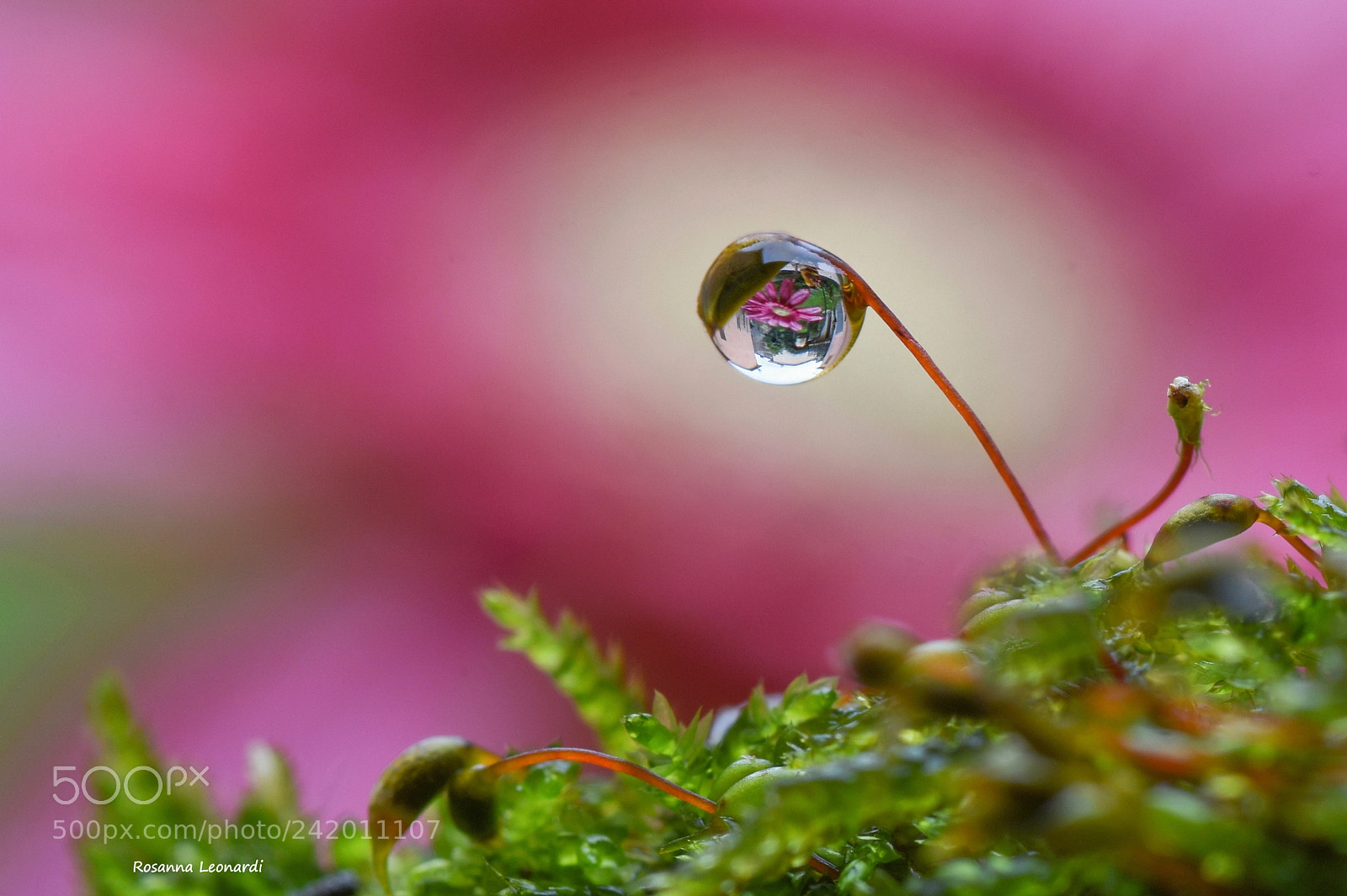Nikon D7200 sample photo. It's raining... photography