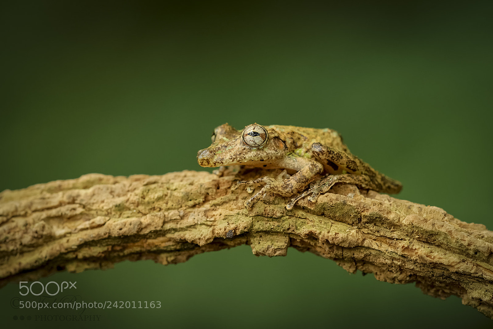 Nikon D800E sample photo. Camo frog photography