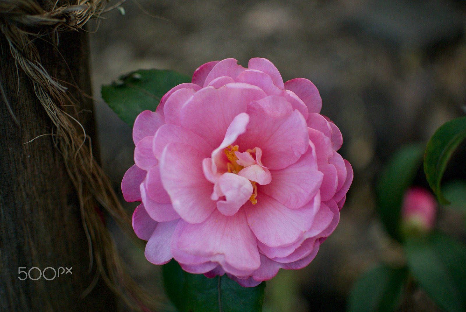 Nikon 1 J2 sample photo. Camellia sasanqua photography