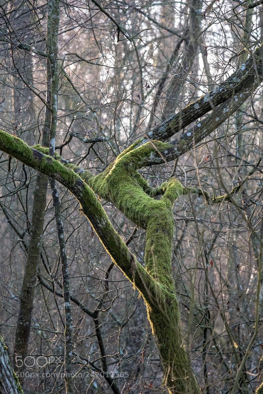 Panasonic Lumix DMC-GX85 (Lumix DMC-GX80 / Lumix DMC-GX7 Mark II) sample photo. Forest photography