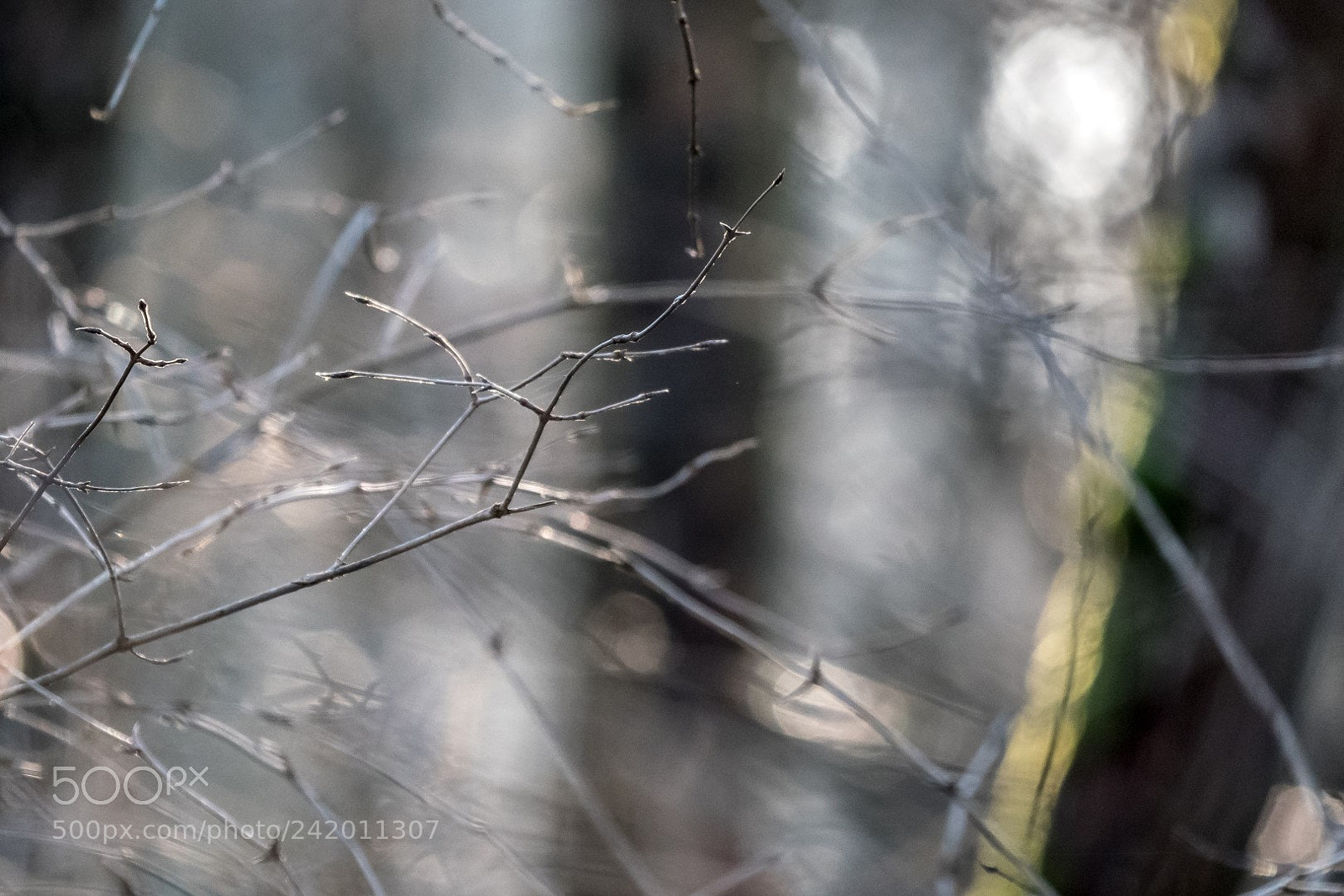 Panasonic Lumix DMC-GX85 (Lumix DMC-GX80 / Lumix DMC-GX7 Mark II) sample photo. Forest photography