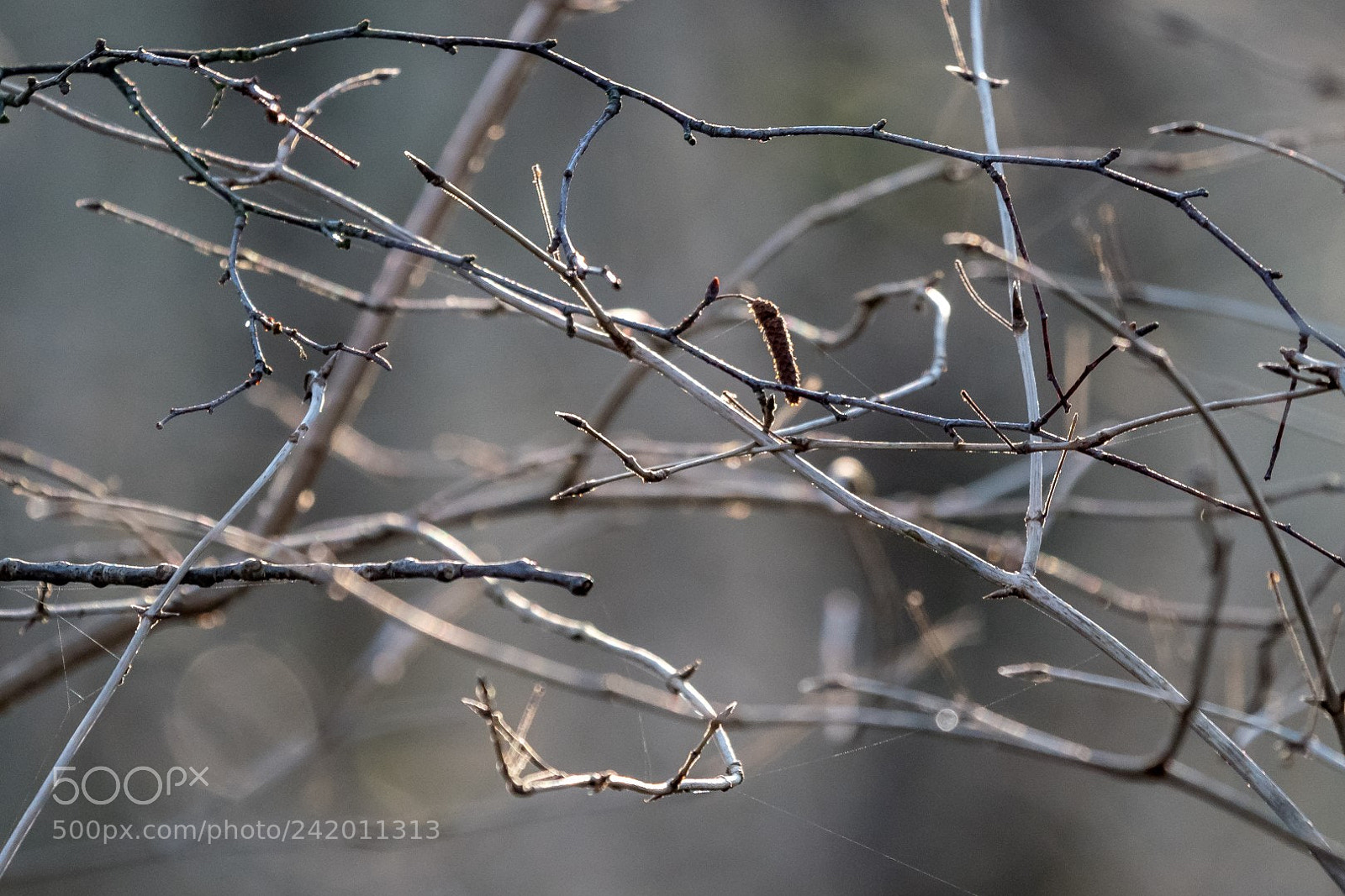 Panasonic Lumix DMC-GX85 (Lumix DMC-GX80 / Lumix DMC-GX7 Mark II) sample photo. Forest photography