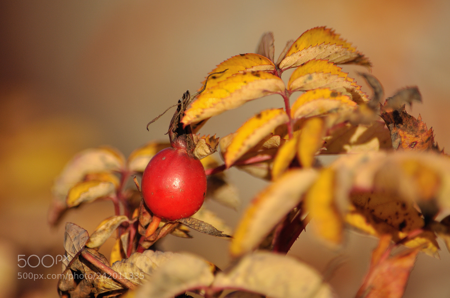 Nikon D90 sample photo. И горит рубином в золоте шиповник... photography