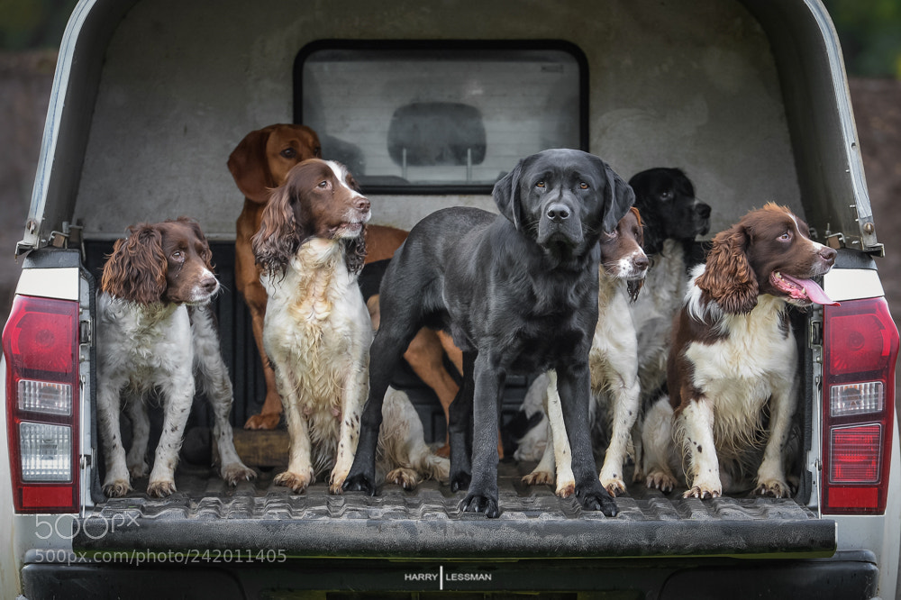 Nikon D4 sample photo. The pack photography