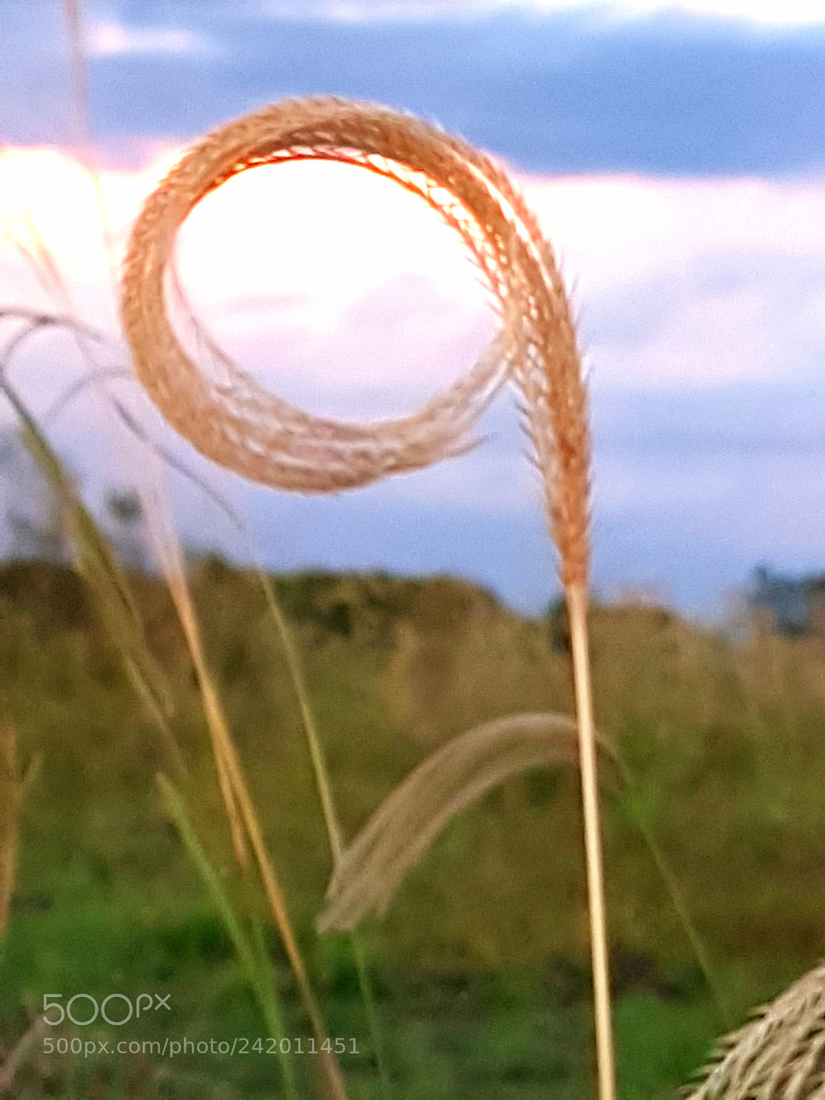 Samsung Galaxy S7 Edge sample photo. Untitled photography