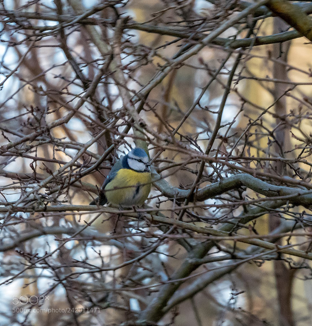Panasonic Lumix DMC-GX85 (Lumix DMC-GX80 / Lumix DMC-GX7 Mark II) sample photo. Bluetit photography