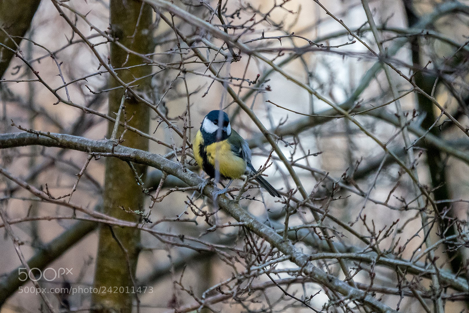 Panasonic Lumix DMC-GX85 (Lumix DMC-GX80 / Lumix DMC-GX7 Mark II) sample photo. Great tit photography