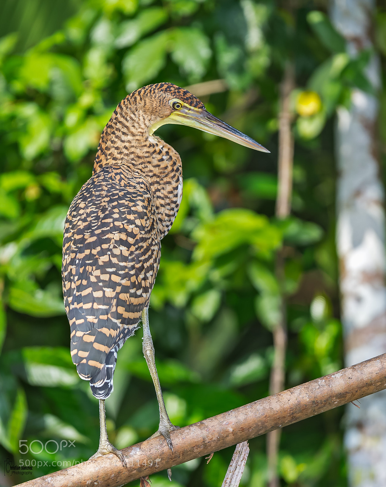 Nikon D4 sample photo. Bare-throated tiger-heron photography