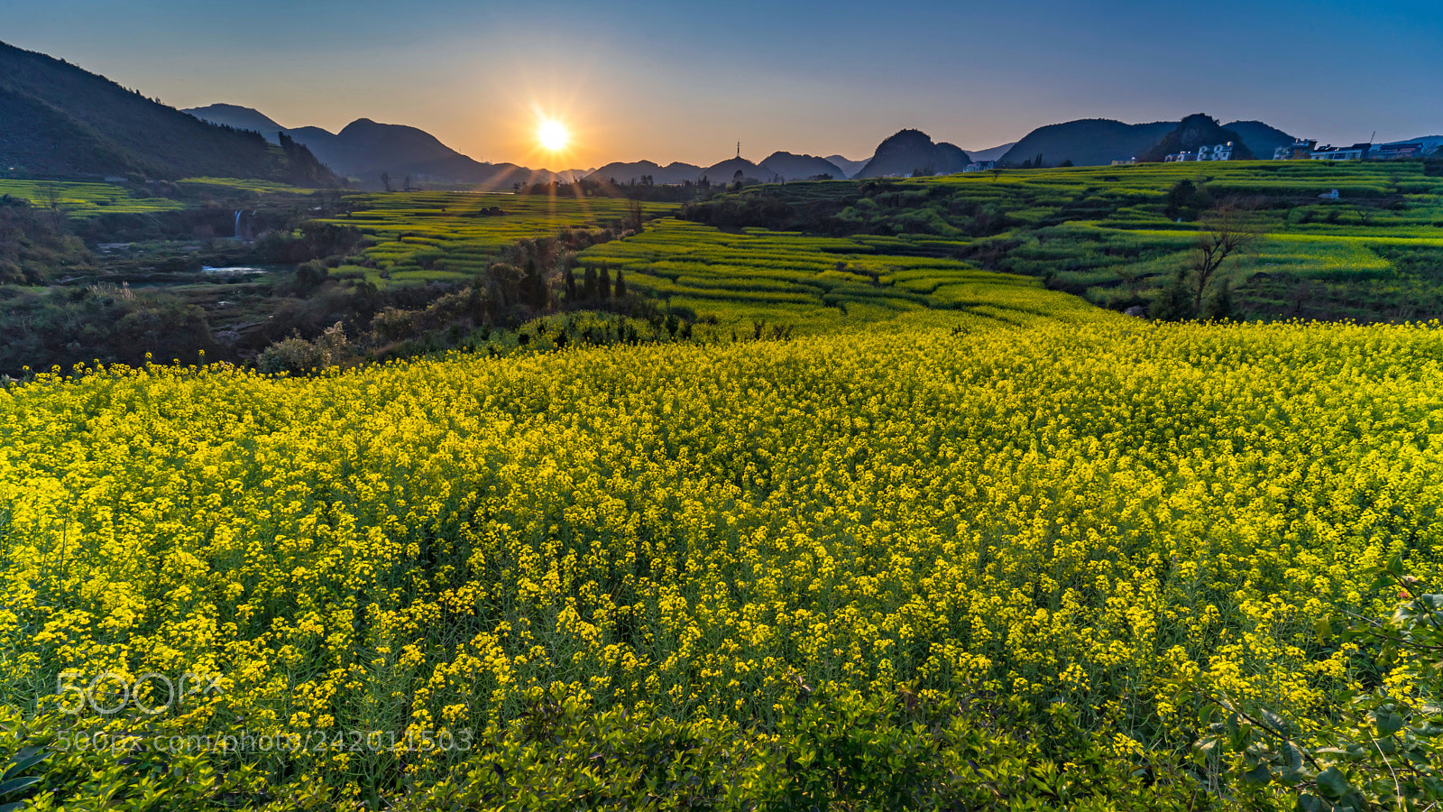 Sony a7 sample photo. Canola flower field, luoping photography