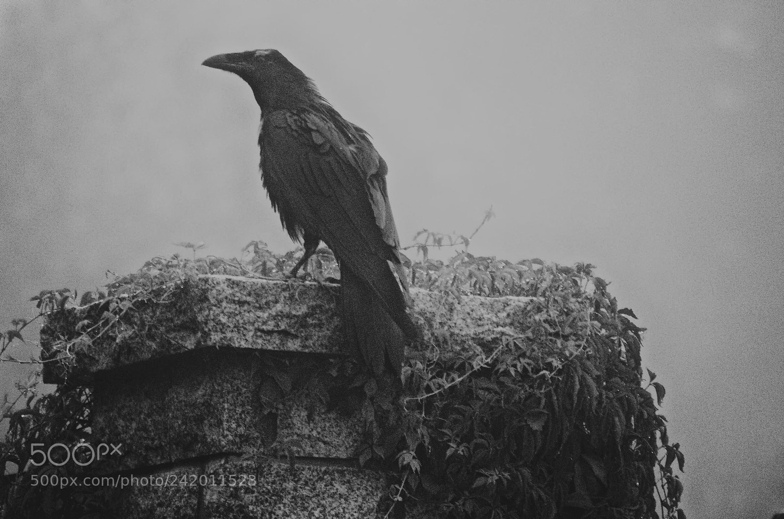 Pentax K-5 sample photo. Raven in the mist photography