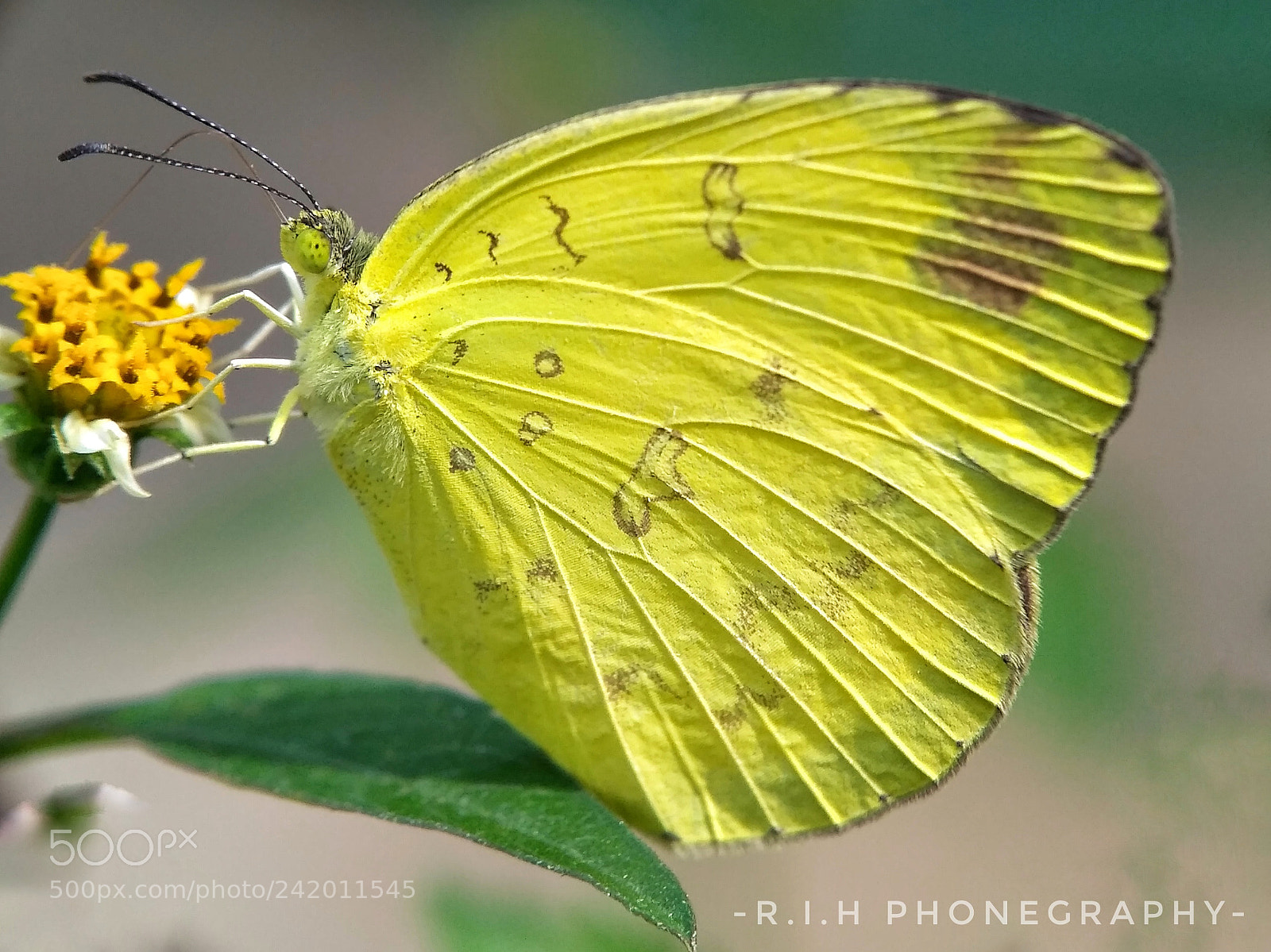 Xiaomi Redmi 3S sample photo. Butterfly photography