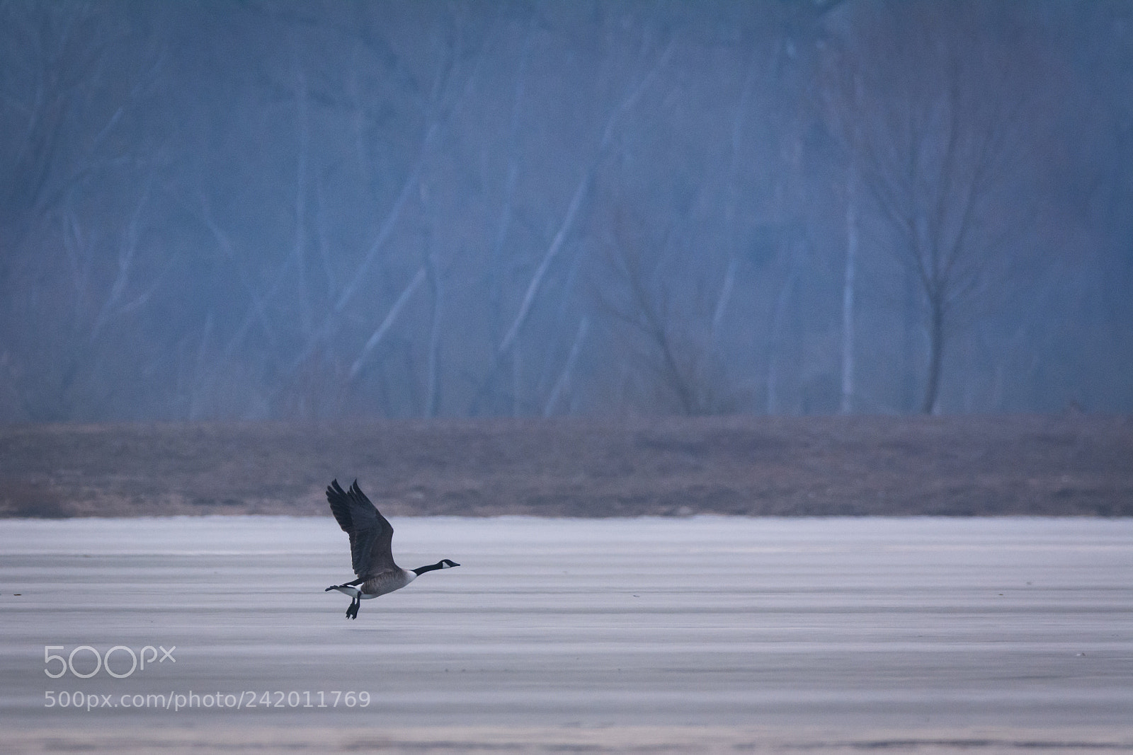 Nikon D7100 sample photo. Take off in winter photography