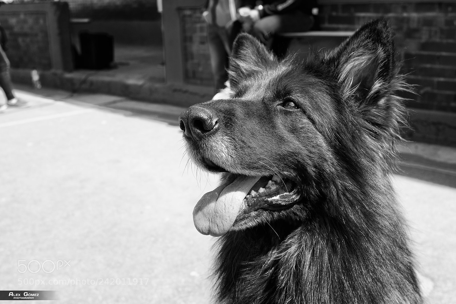 Fujifilm X100S sample photo. Canine squad photography
