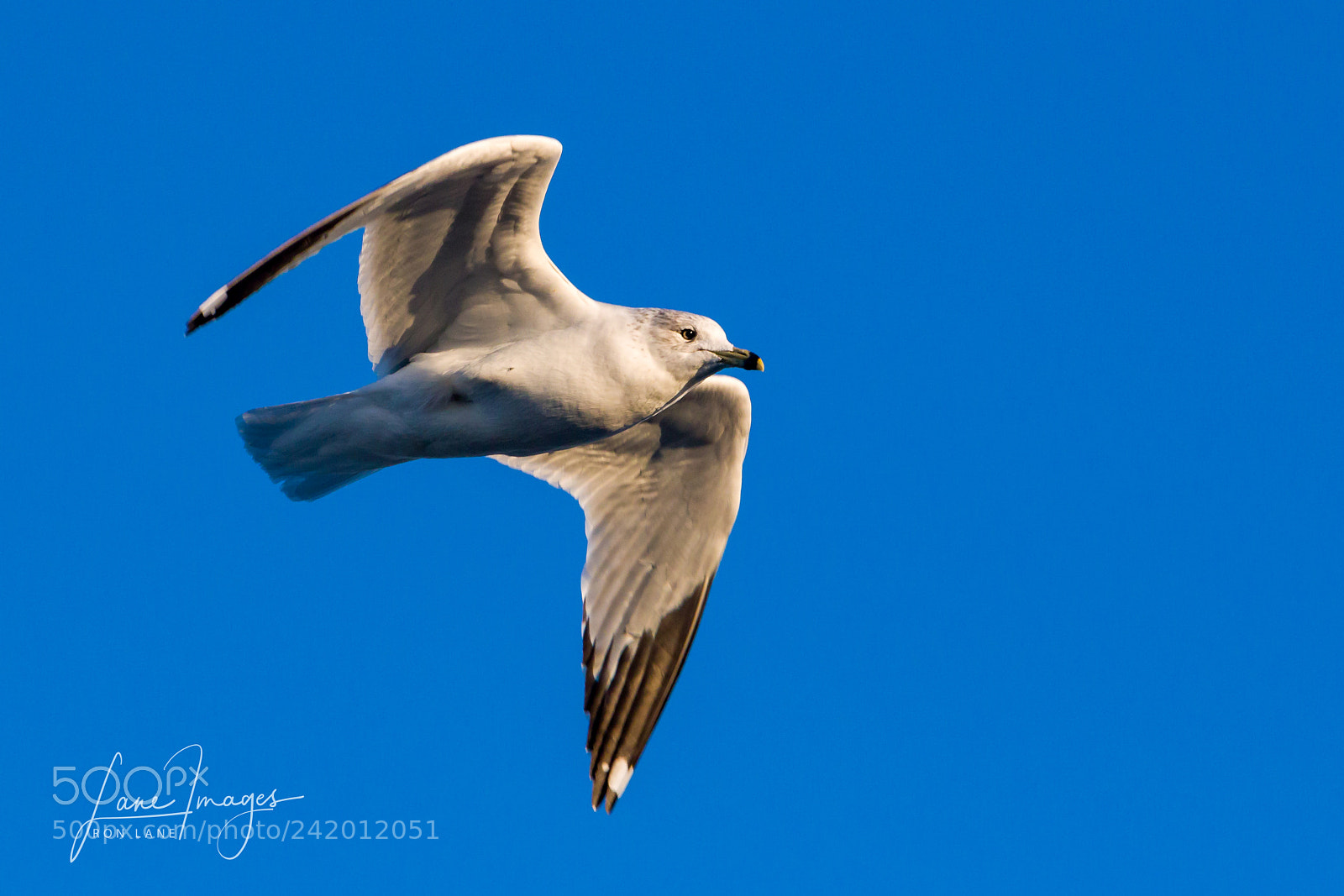 Canon EOS 7D Mark II sample photo. Land locked seagull. photography
