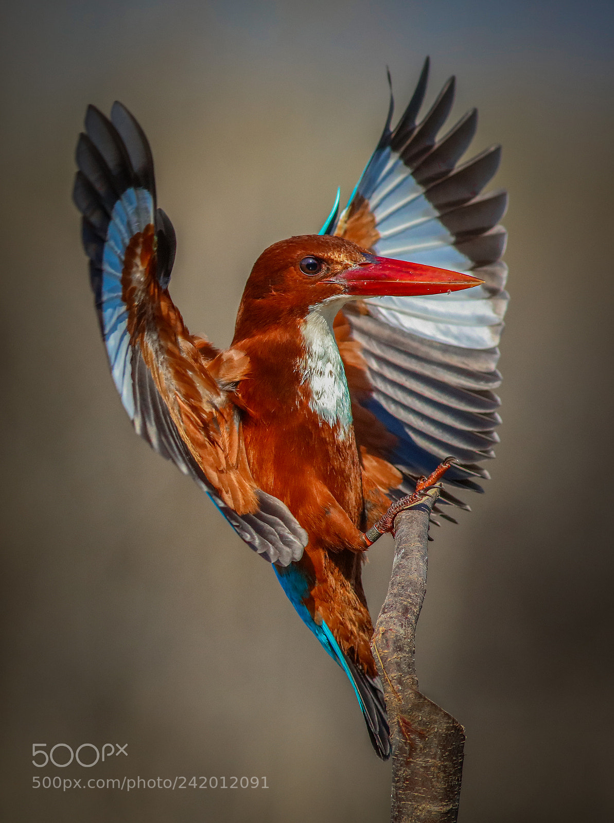Canon EOS 5DS R sample photo. White-breated kingfisher photography