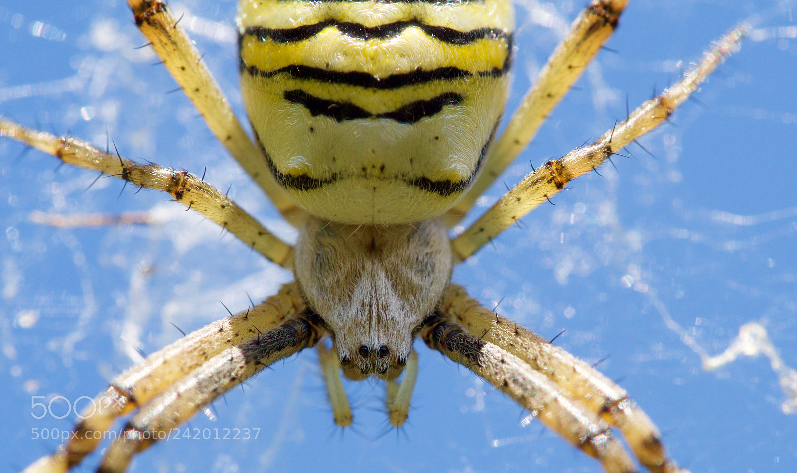 Olympus OM-D E-M10 II sample photo. Tiger spider photography