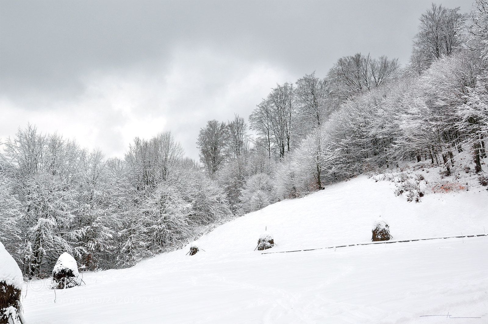 Nikon D90 sample photo. Winter grey photography