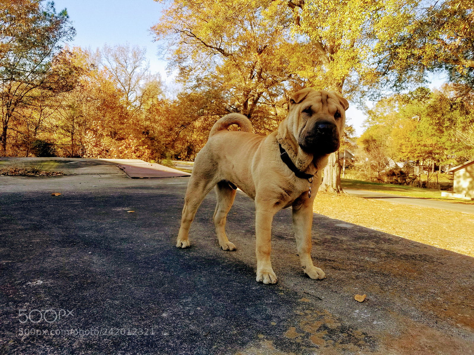 Samsung Galaxy S8 sample photo. Untitled photography