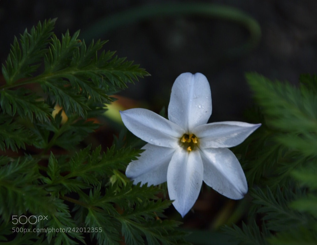 Nikon D7200 sample photo. Flower photography