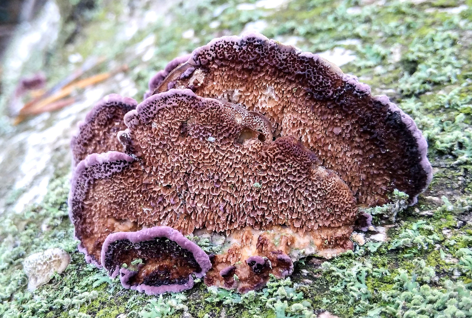 Xiaomi Redmi 4A sample photo. Some kind of mushrooms photography