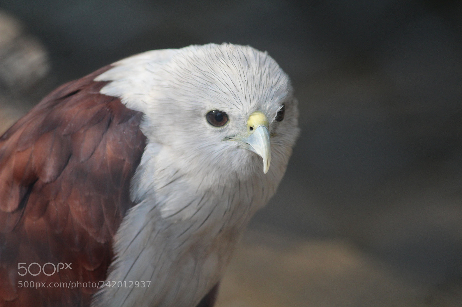 Canon EF-S 55-250mm F4-5.6 IS II sample photo. Bald eagle photography