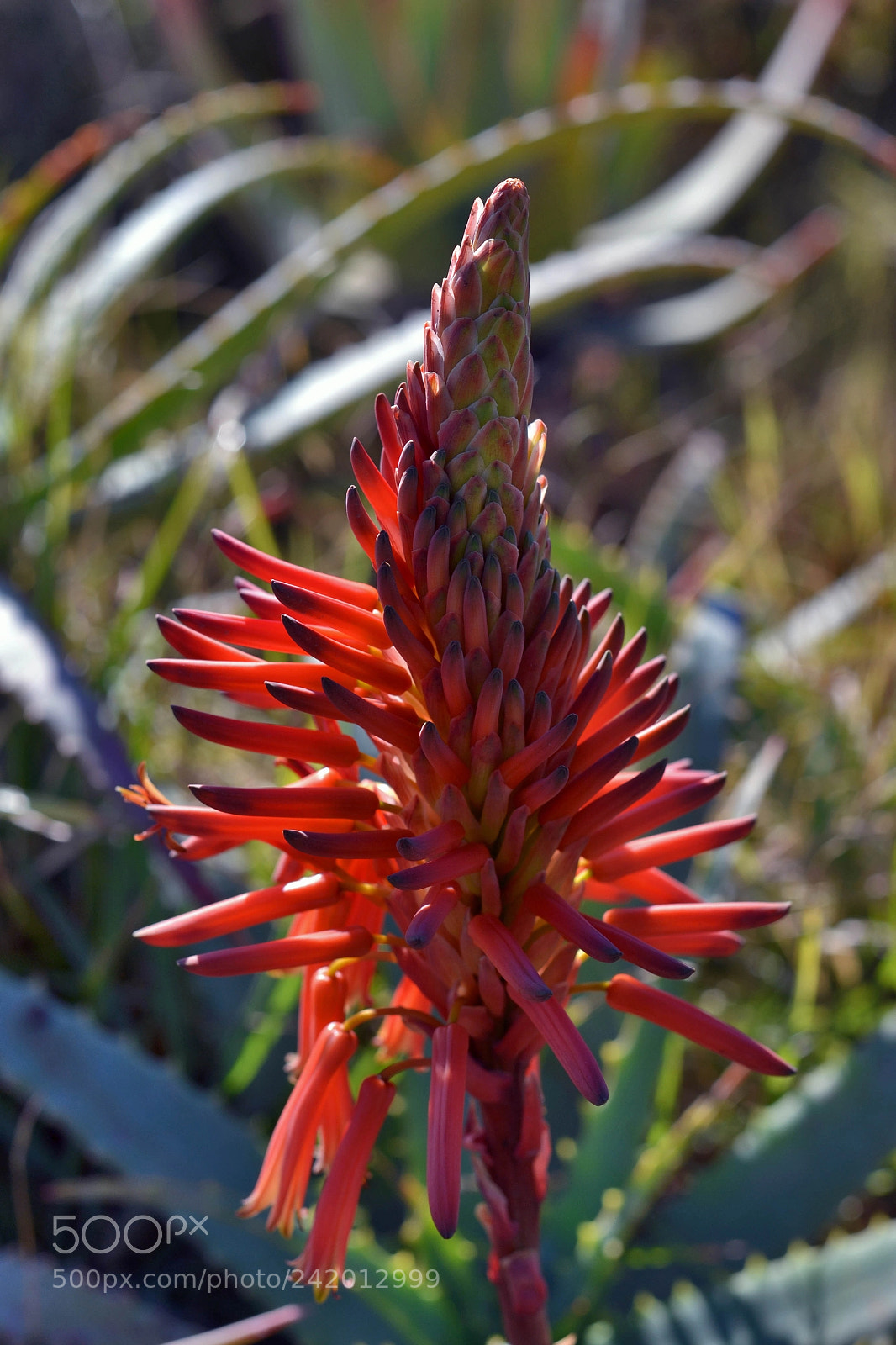 Nikon D3100 sample photo. Kniphofia photography