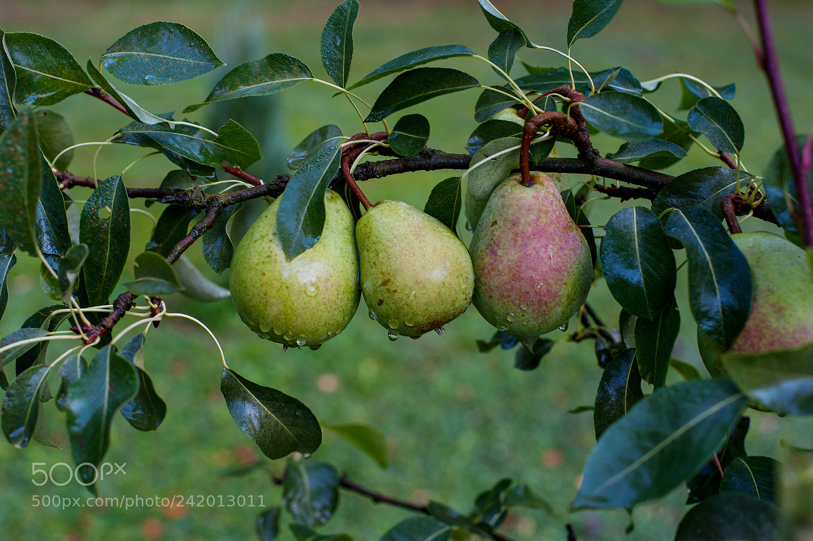 Nikon D3 sample photo. Late pear photography
