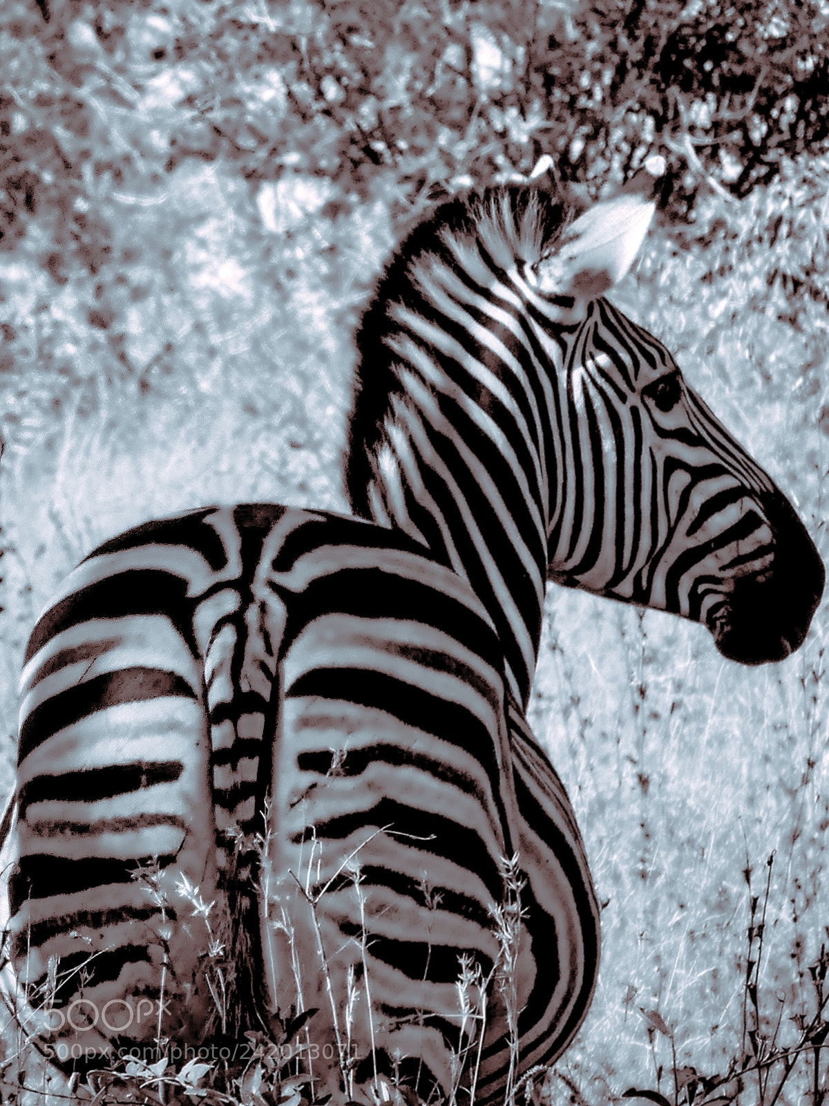 Panasonic Lumix DMC-FZ300 sample photo. Zebra.... photography