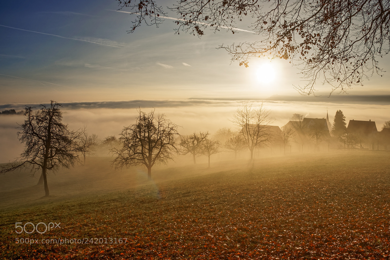 Olympus OM-D E-M1 sample photo. Golden morning photography