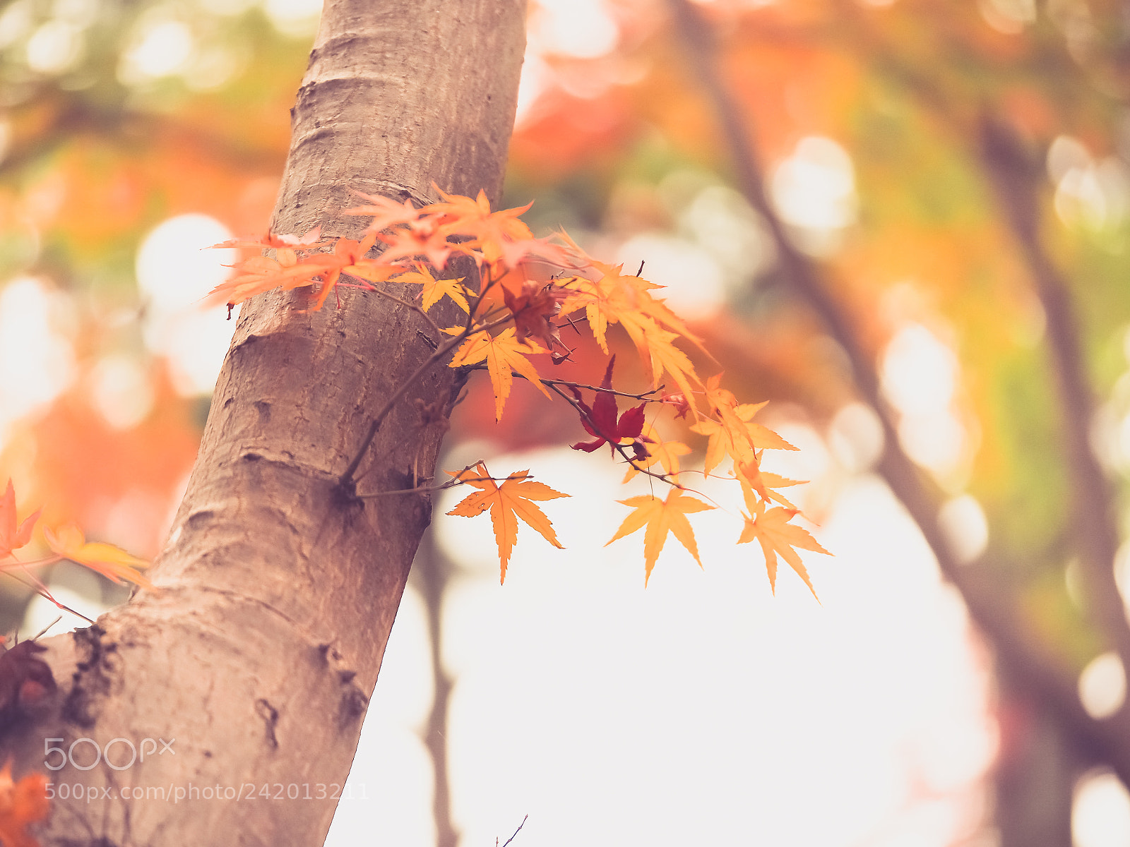 Olympus OM-D E-M10 II sample photo. Mellow  autumn photography