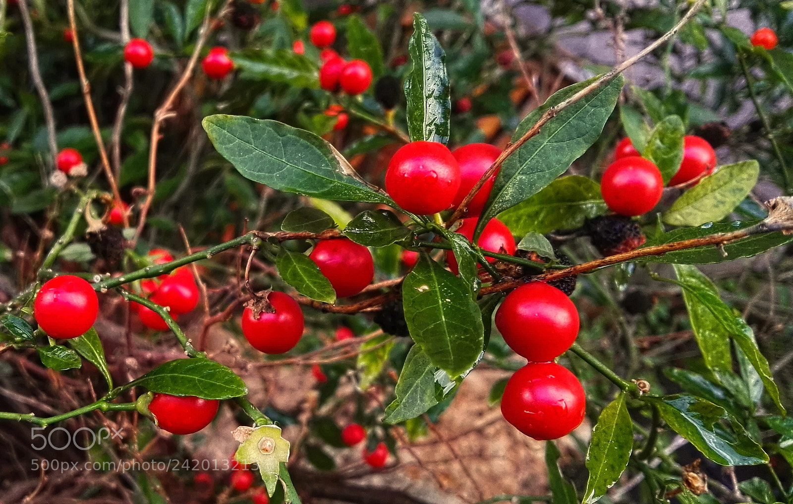 HUAWEI P8 sample photo. ...lingonberry photography