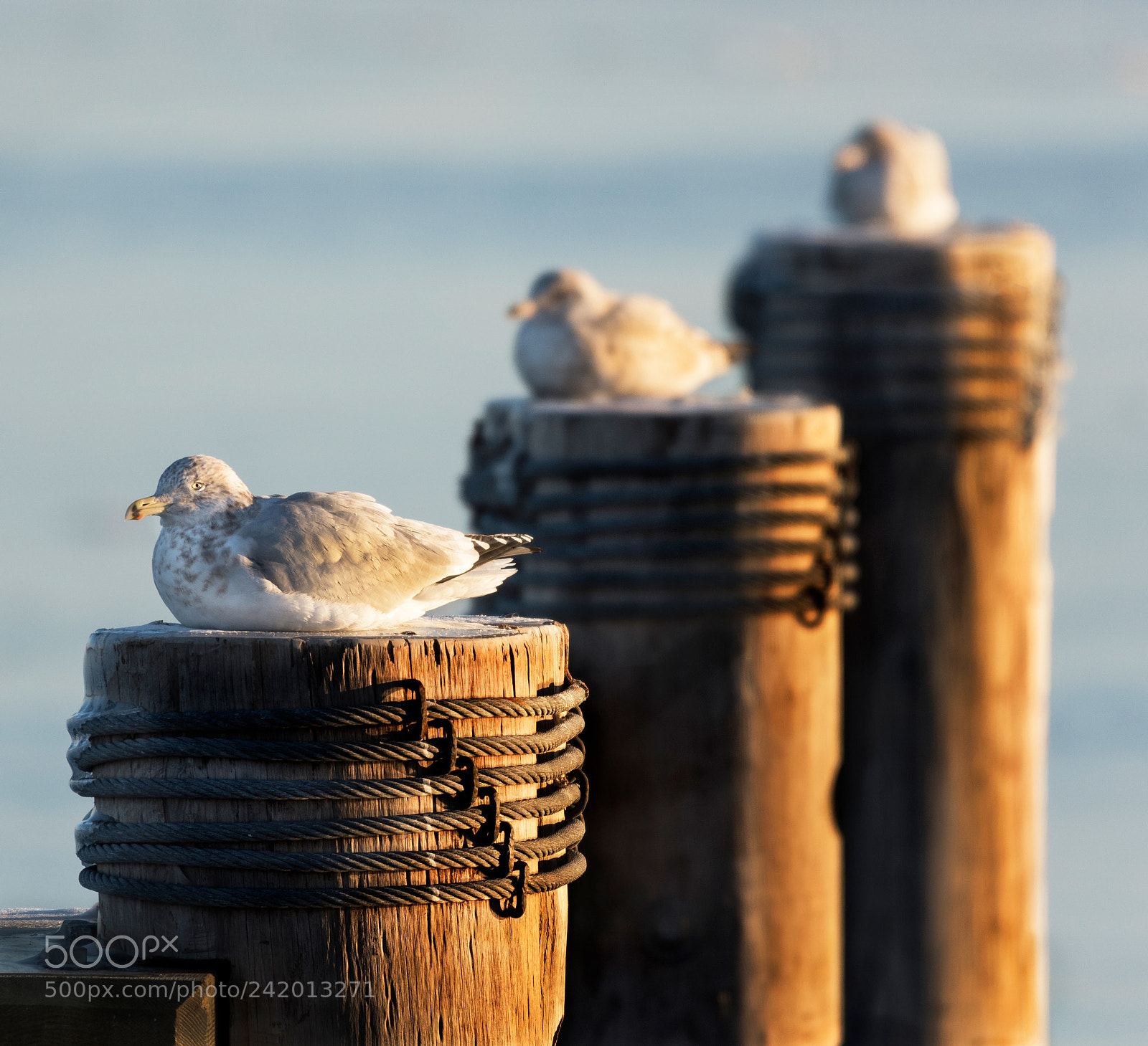 Nikon D810 sample photo. Gulls in the sun photography