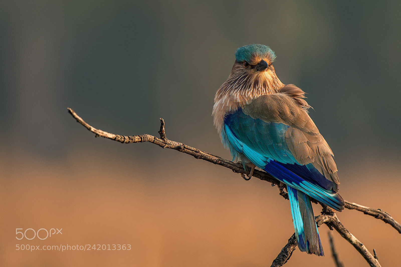 Nikon D5 sample photo. Indian roller photography
