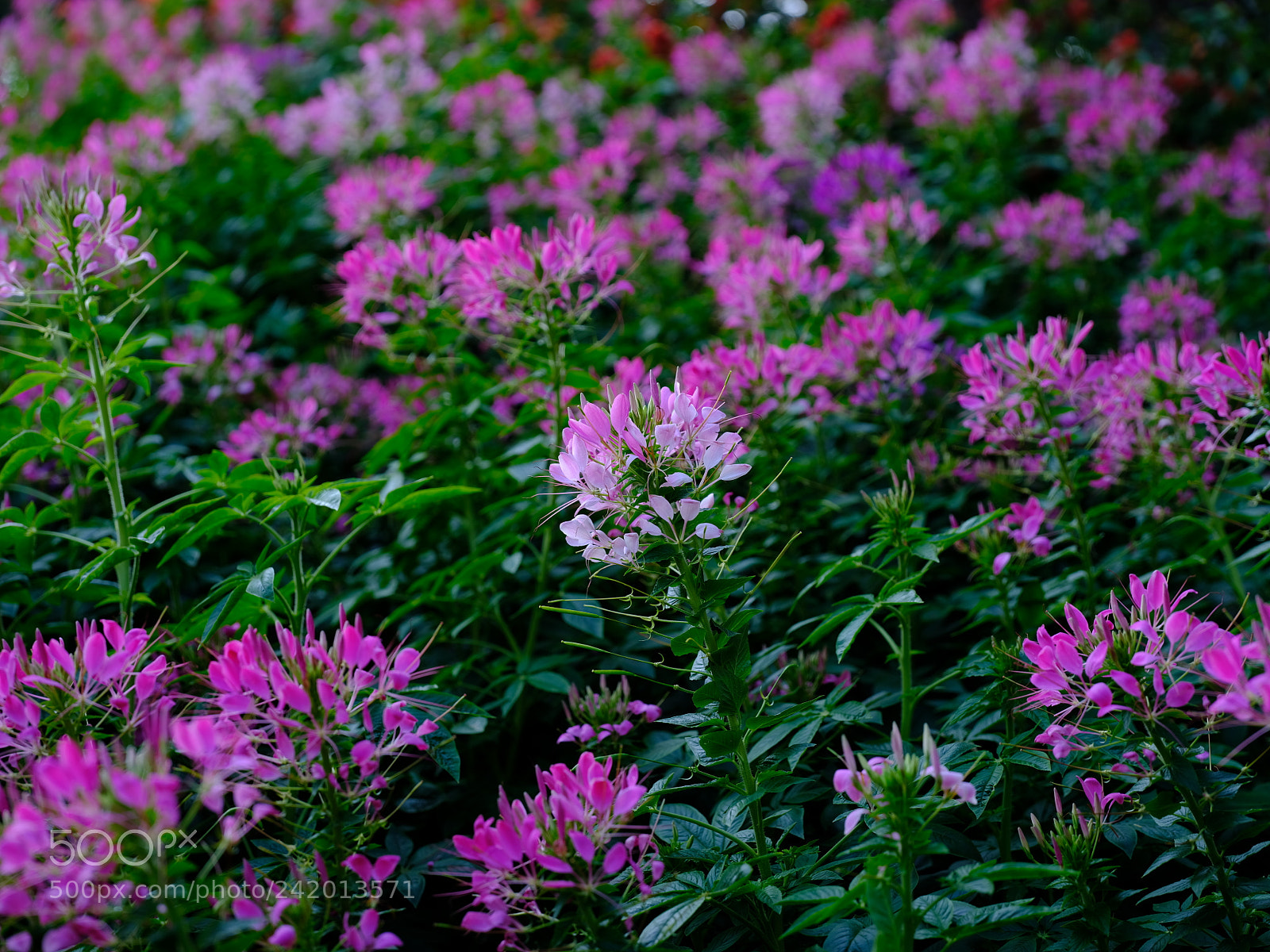Fujifilm GFX 50S sample photo. Wild flower photography