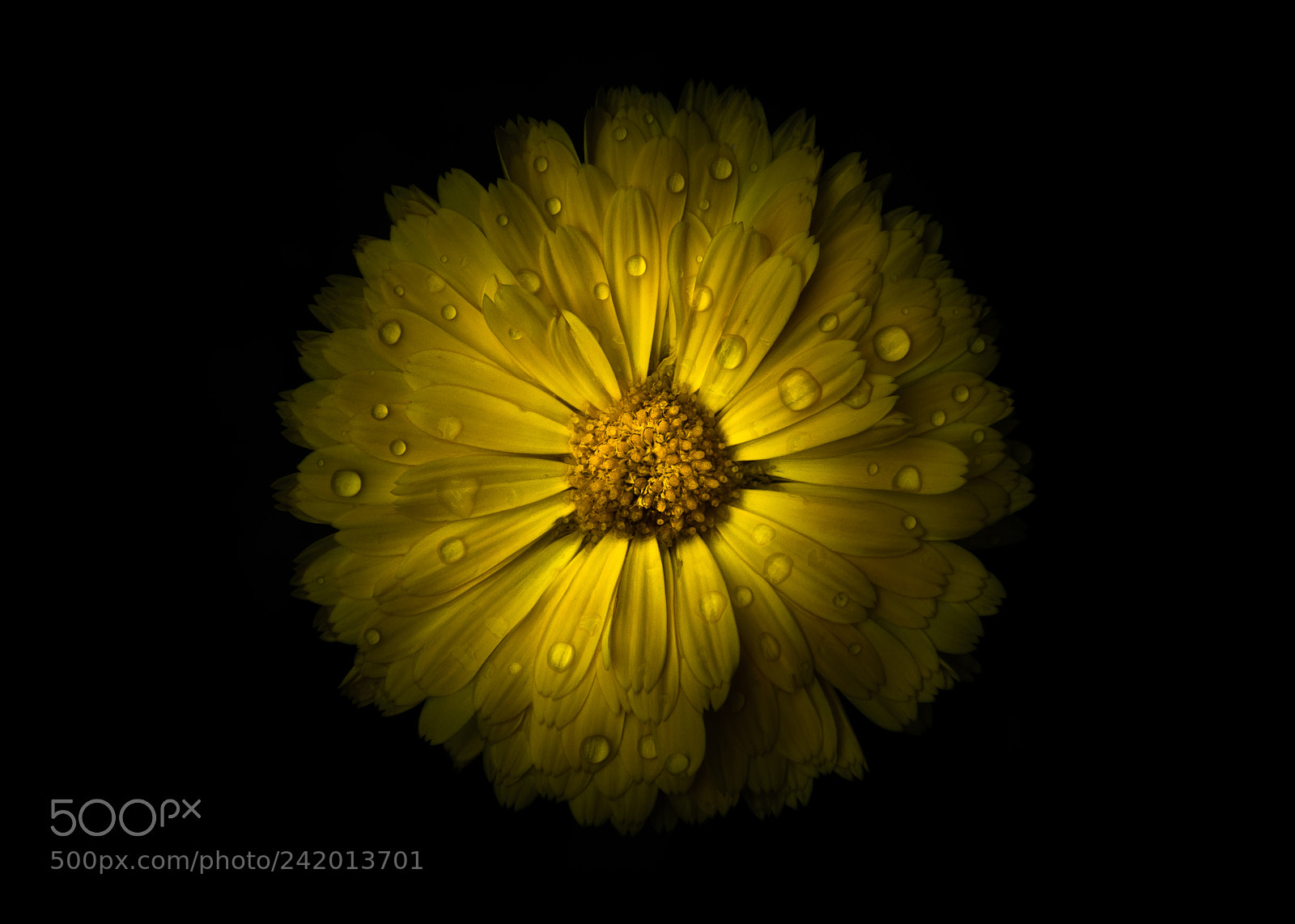 Canon EOS 60D sample photo. Backyard flowers 10 color version photography