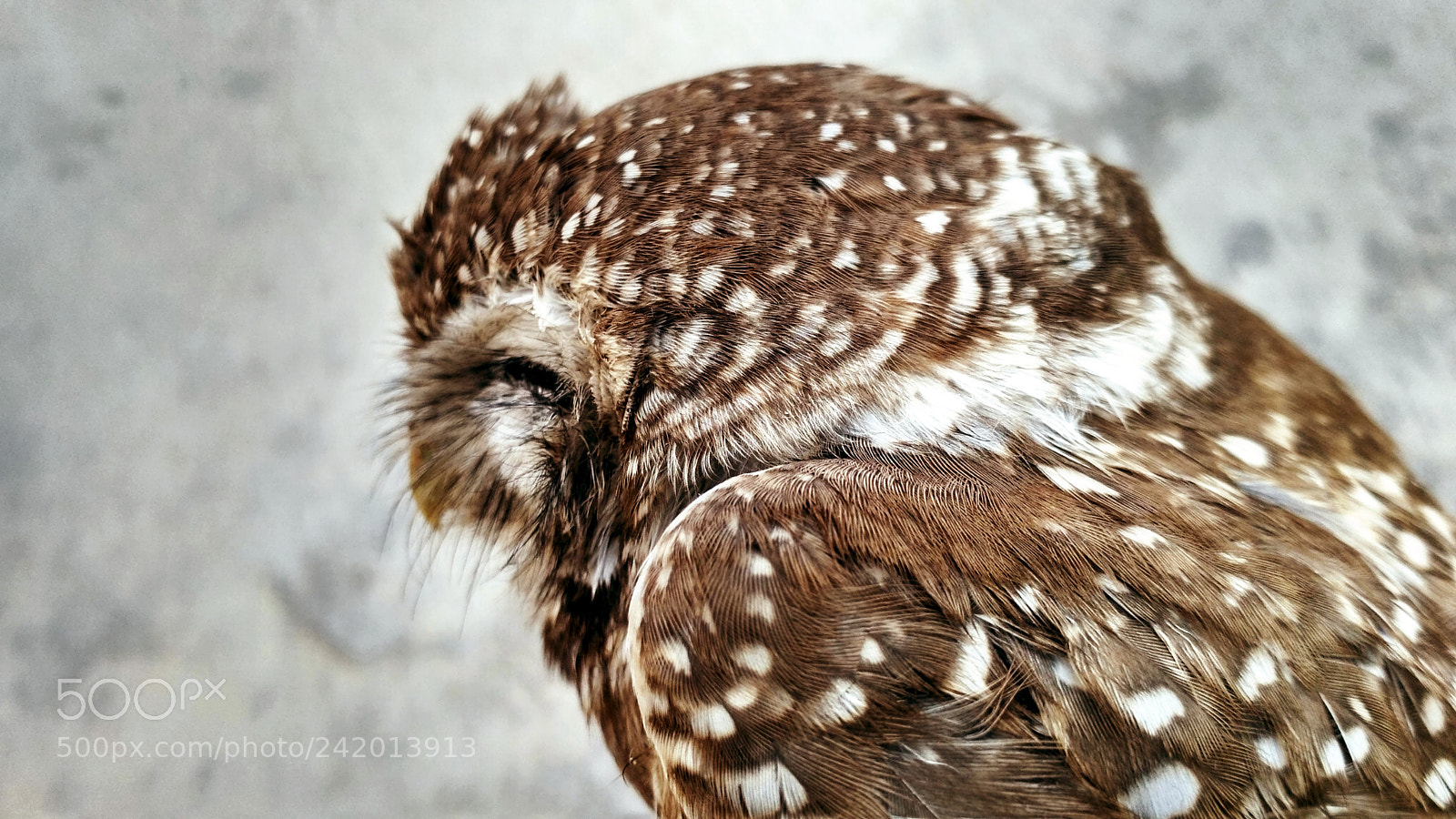 Xiaomi Redmi 3S sample photo. Brown owl photography
