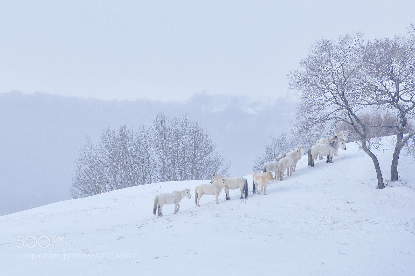 Nikon D800 sample photo. Winter horses of inner photography