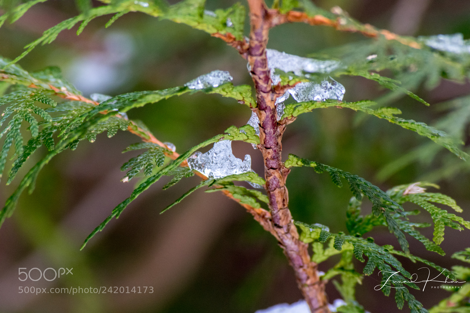 Nikon D3400 sample photo. Ice in fir photography