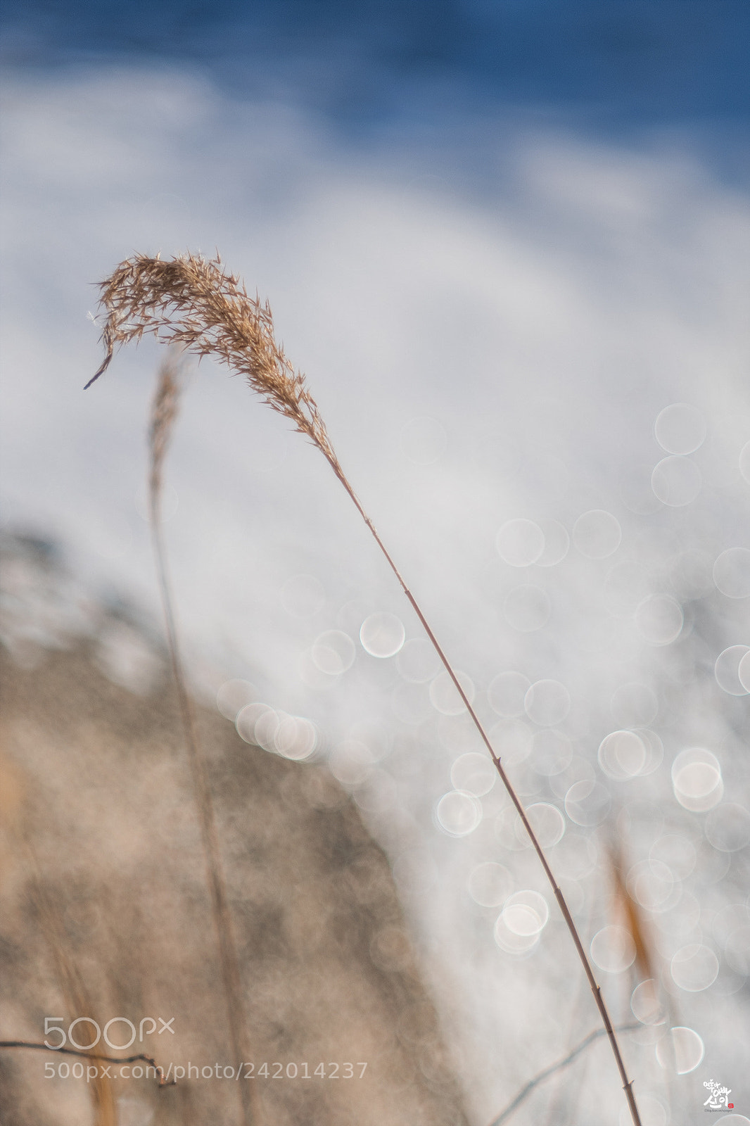 Fujifilm X-T2 sample photo. One winter day.... photography