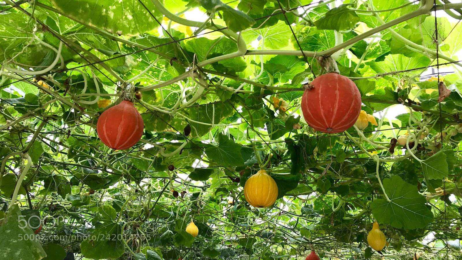 Apple iPhone 7 sample photo. Pumpkins 南瓜 photography