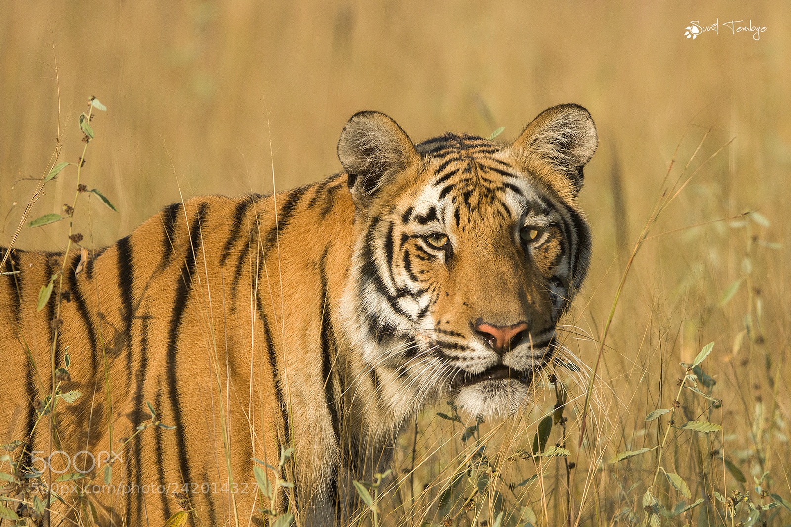 Canon EOS 7D Mark II sample photo. Tiger ! photography