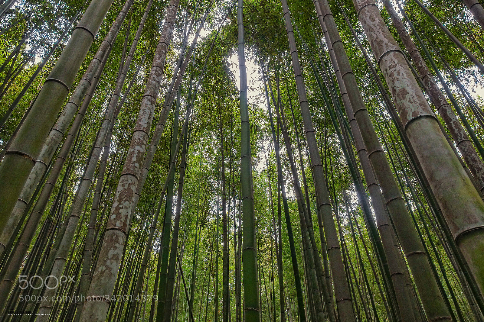 Sony Cyber-shot DSC-RX100 III sample photo. Bamboo forest (ii) kyoto photography