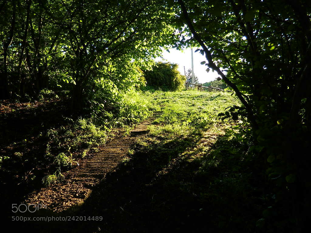 Nikon Coolpix L120 sample photo. Park photography