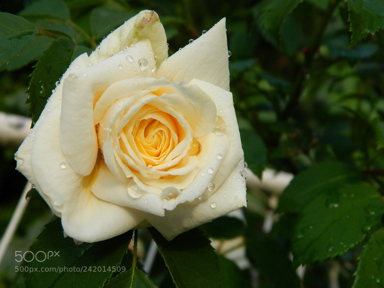 Nikon Coolpix L120 sample photo. My garden photography