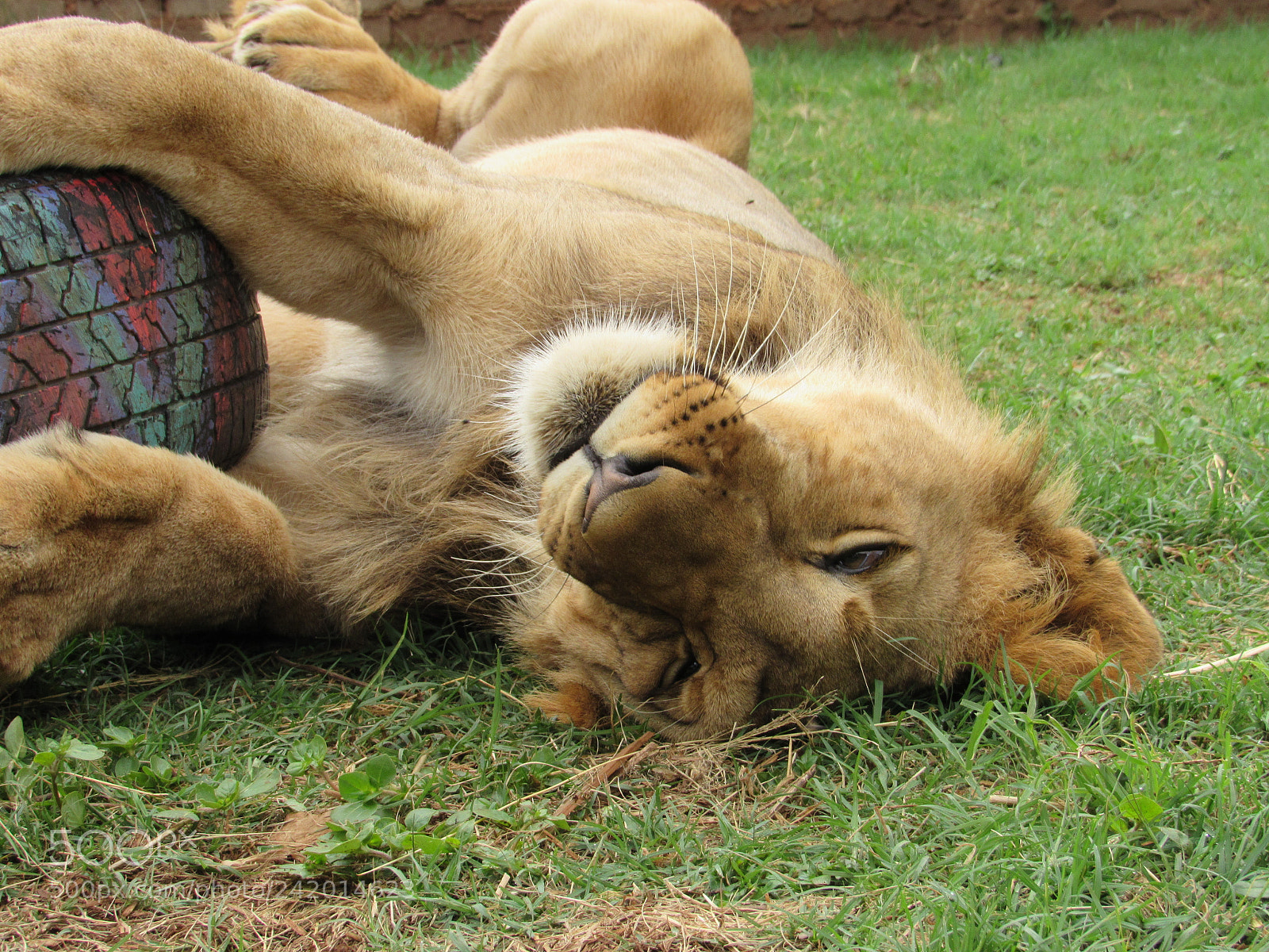 Canon PowerShot SX520 HS sample photo. Cub lion malakai photography