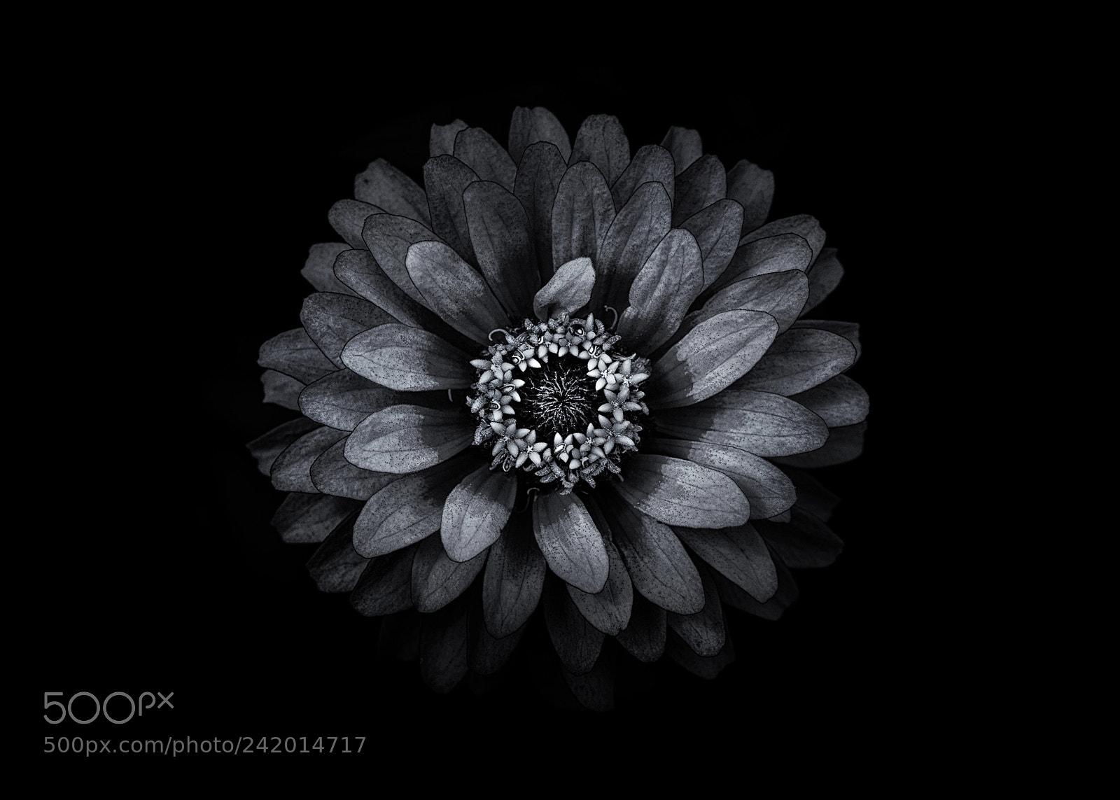 Canon EOS 60D sample photo. Backyard flowers in black photography