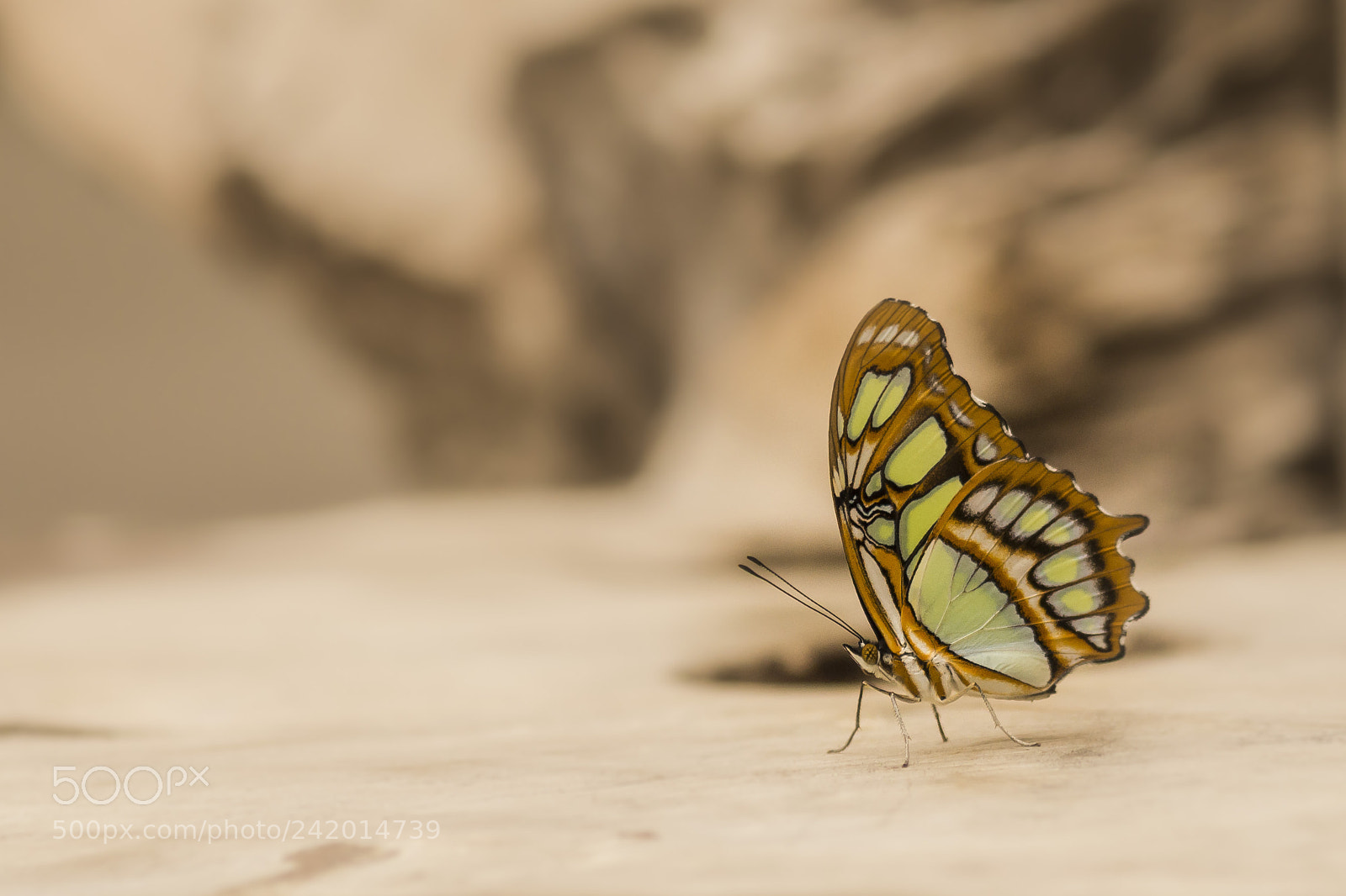 Sony SLT-A77 sample photo. Butterfly photography