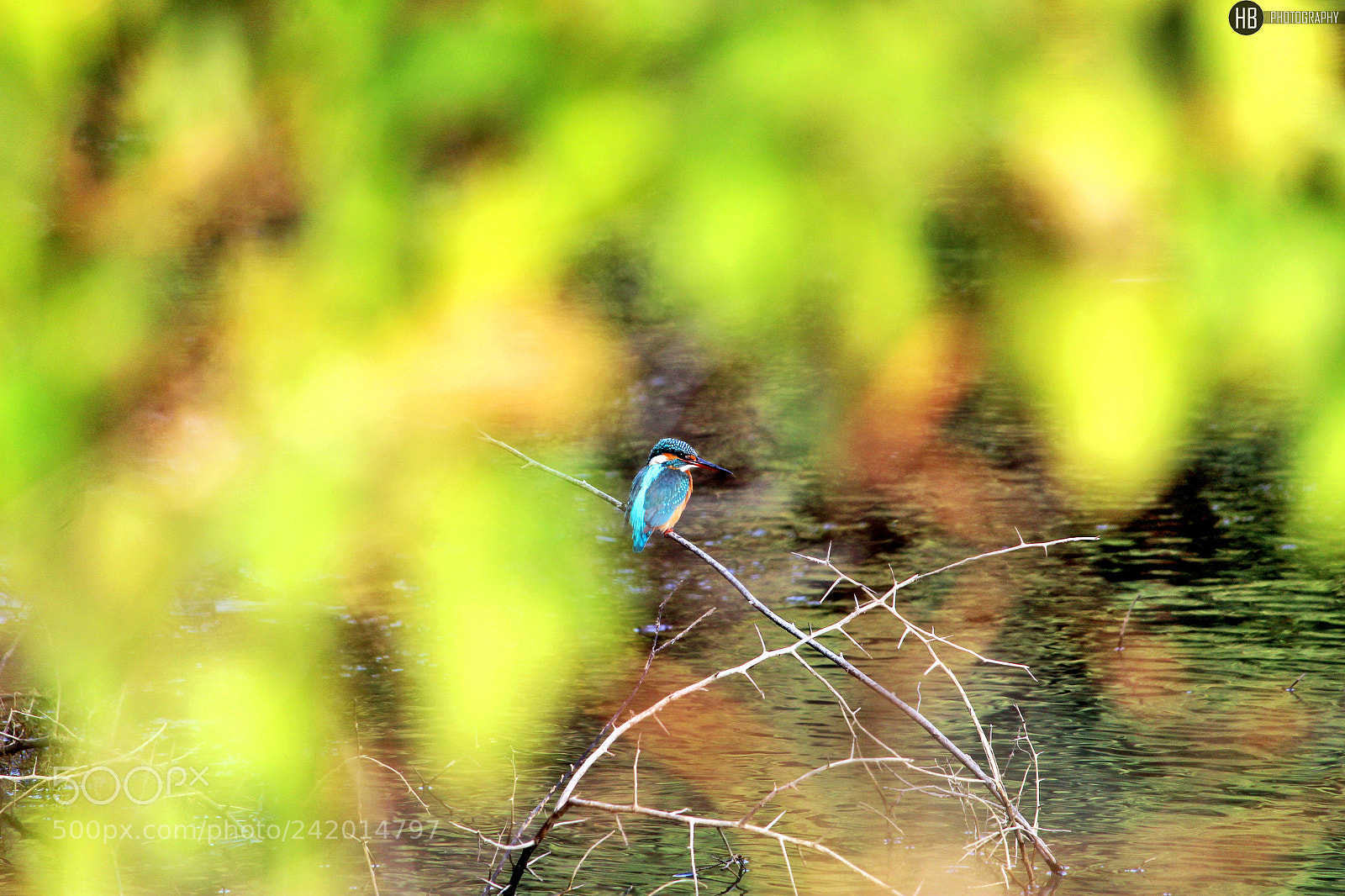 Canon EOS 1200D (EOS Rebel T5 / EOS Kiss X70 / EOS Hi) sample photo. Common kingfisher photography